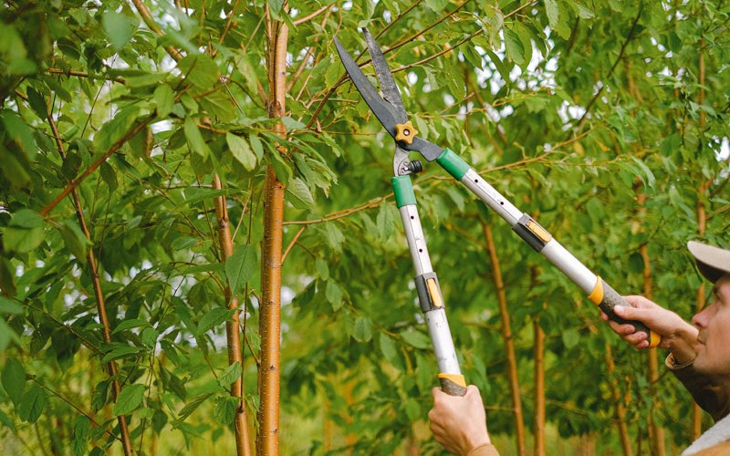 Tree trimming in East Millinocket, ME